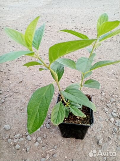 Гортензия метельчатая