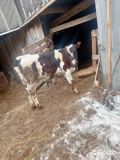 Телочка3 месяца