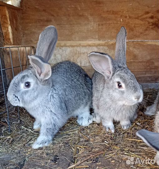 Кролик,крольчата