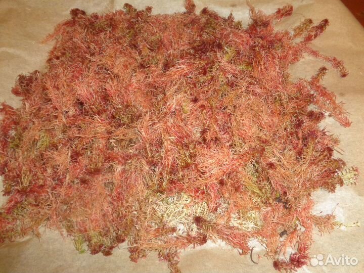 Мох сфагнум (Магелланский)
