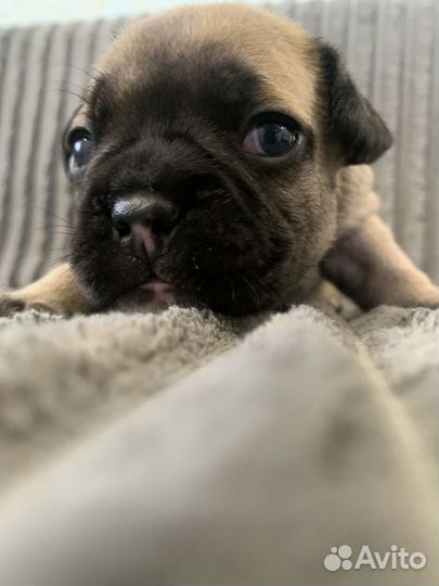 Щенки французского бульдога