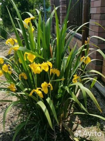 Цветы для полисадника