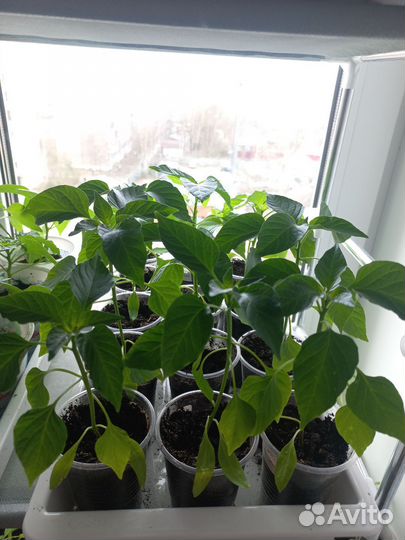 Рассада перцев и помидор