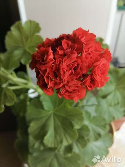 Пеларгония герань розебудная красная