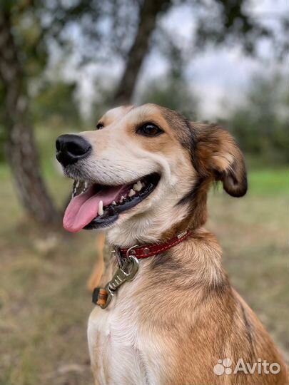 Маленькая собака выживает в приюте