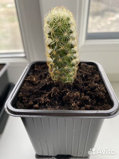 Кактус Маммиллярия Элонгата Желтая (удлиненная)