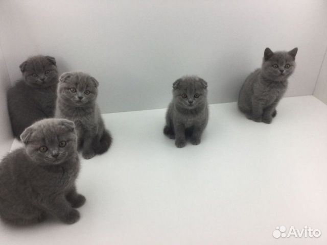 Как выглядит шотландский котенок в месяц Прямоухие котята купить в Москве Животные и зоотовары Авито