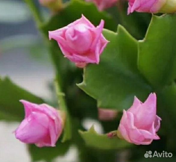 Шлюмбергера Pink Rose (декабрист пинк роузе)