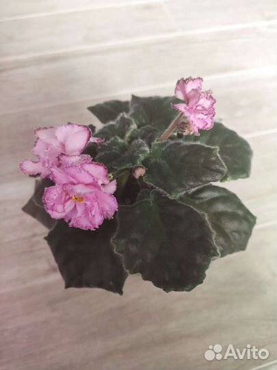 Сортовые фиалки