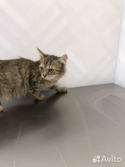 Спасите Дашу (4 месяца)