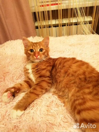 Котик в дар бесплатно