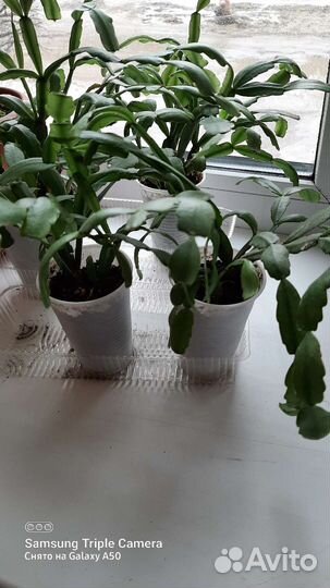 Декабрист шлюмбергера розовый