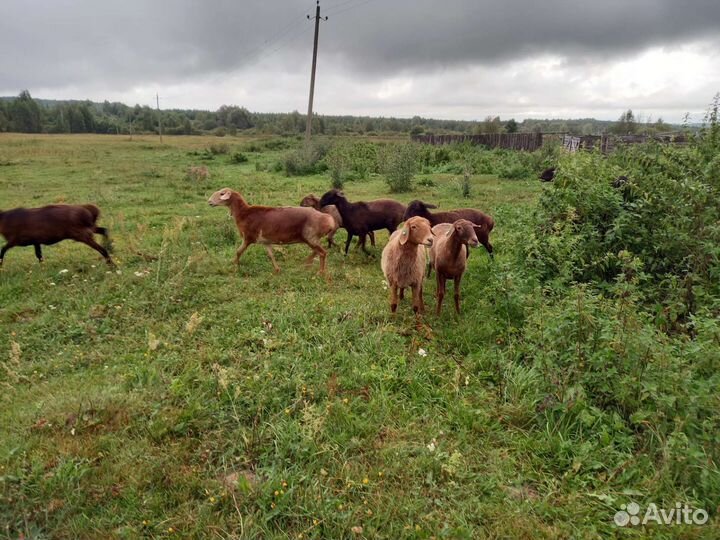 Овцы эдильбай, бараны