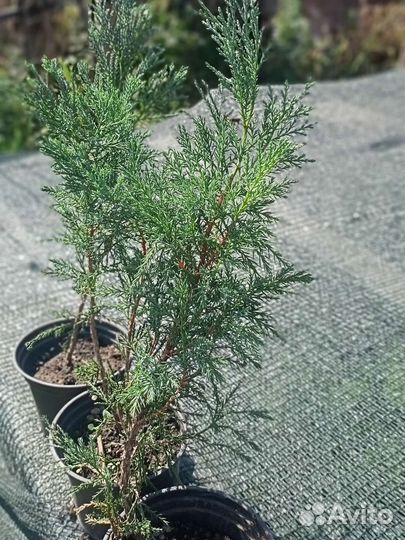 Можевельники и туи