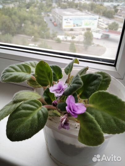 Продам фиалки и герань