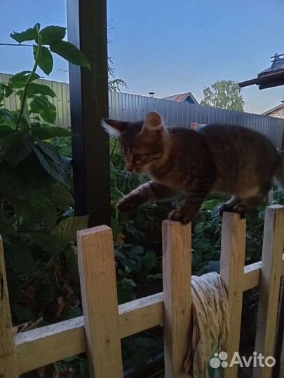 Котята бесплатно