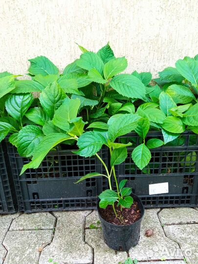 Гортензия крупнолистная