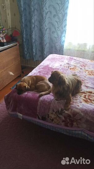 Щенки пекинеса