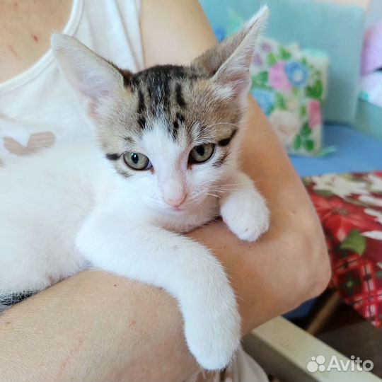 Белый котенок девочка ищет дом