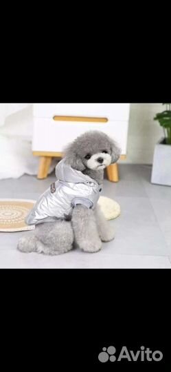 Домашние животные собаки маленькие