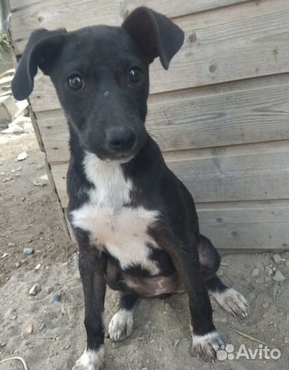 Щенок мелкой породы в добрые руки отдам бесплатно