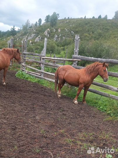 Жеребчики на племя новоалтайской породы