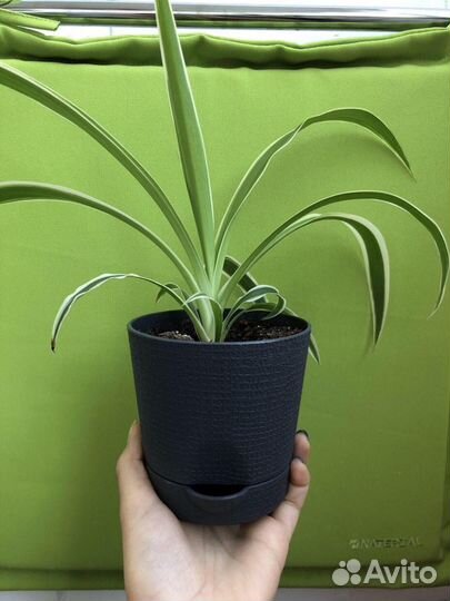 Молодые хлорофитумы