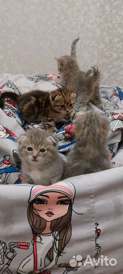 Британские котята