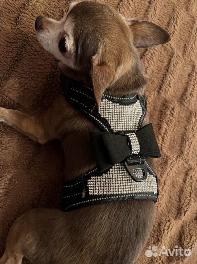 Шлейка для маленькой собаки