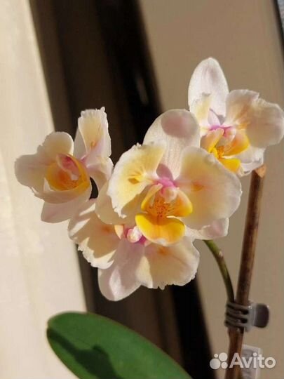 Орхидея бабочка Good Idea, Желтая восковая