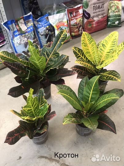 Комнатные растения