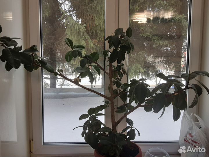 Диффенбахия