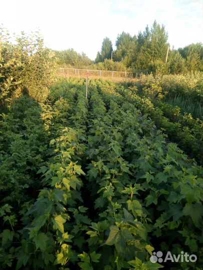 Саженцы плодово-ягодных культур