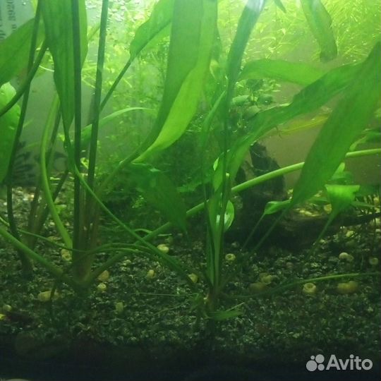 Рыба, ракушки. Растения