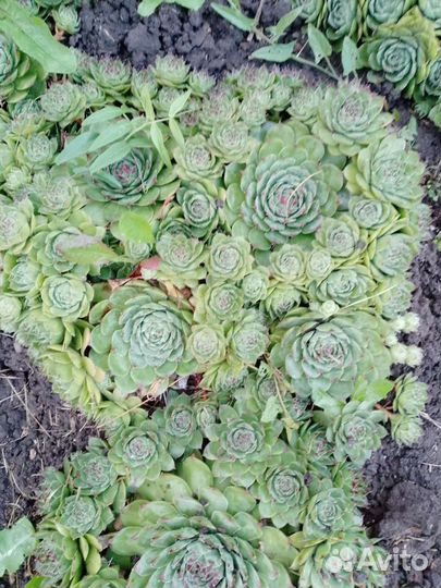 Камнеломки