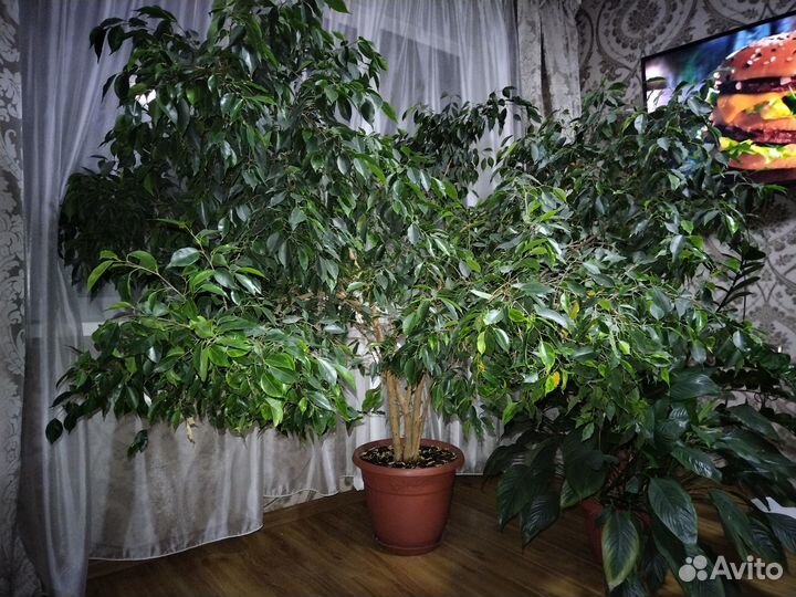 Фикус бенджамина большой