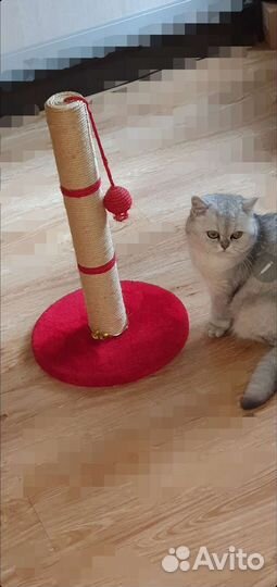 Когтеточка