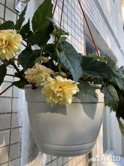 Ампельные растения в кашпо