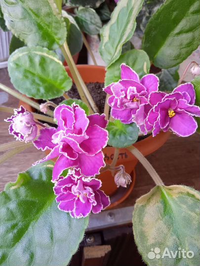 Цветущие фиалки