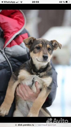 Щенок в добрые руки девочка