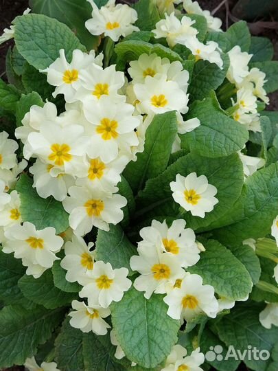 Примула (фото живое)