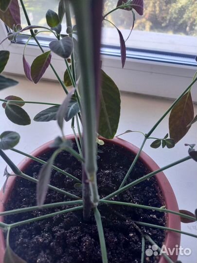 Комнатные цветы Руэллия