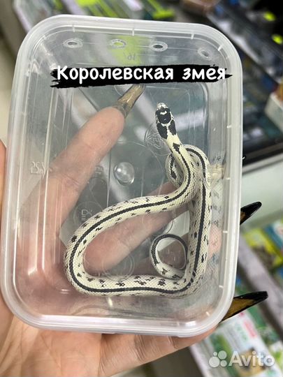 Королевская змея
