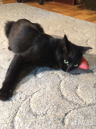 Кошка в дар бесплатно