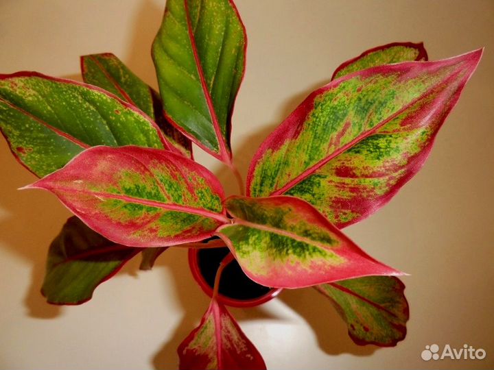 Цветочный mix разных видов