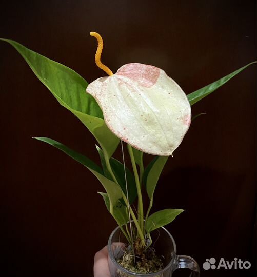 Антуриум Шерцера разные сорта