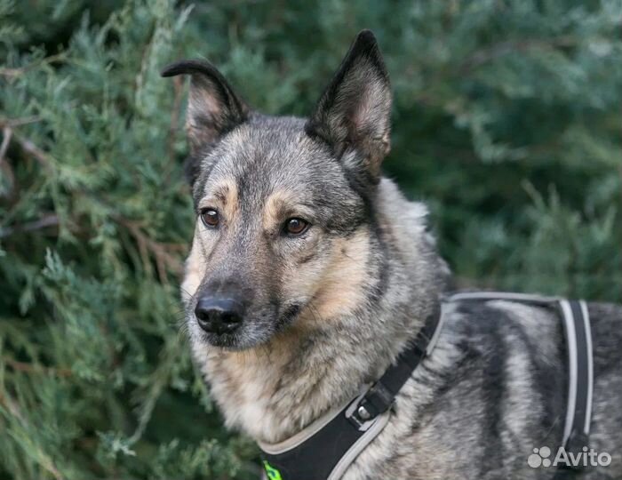 Ласковый, общительный Поль ищет дом