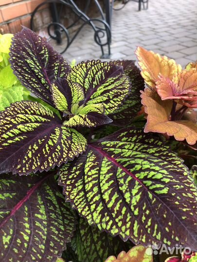 Колеус вегетативный, срезы