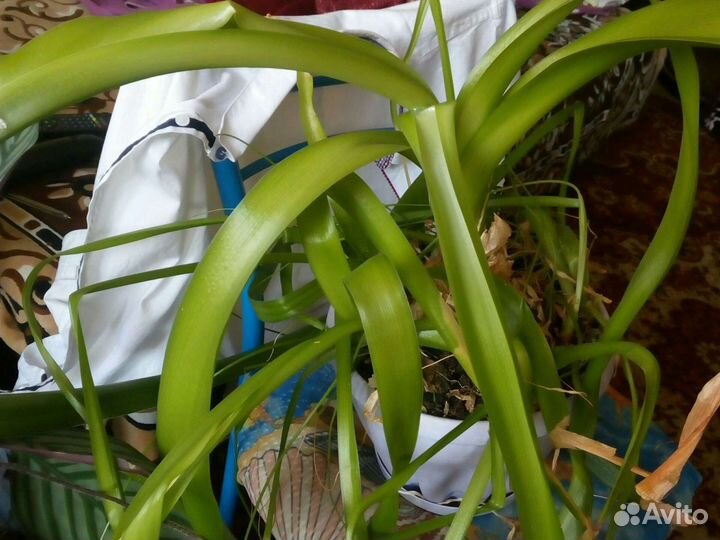 Цветок лекарственный 