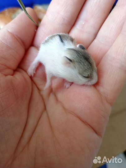 Джунгарский хомяк